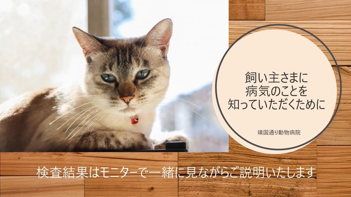靖国通り動物病院 【2025年5月11日開院】 2