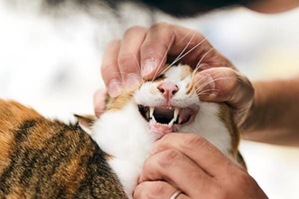 はちや動物病院 2