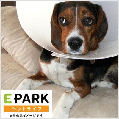 自然療法 佐久平どうぶつ病院