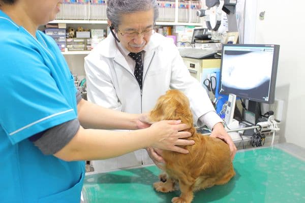 エンドー動物病院