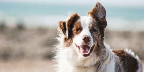 笑顔の犬